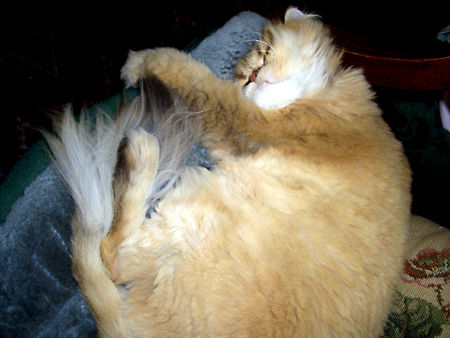 猫、チンチラ・来夢、来喜、ミドリガメ・マックス、コロタン