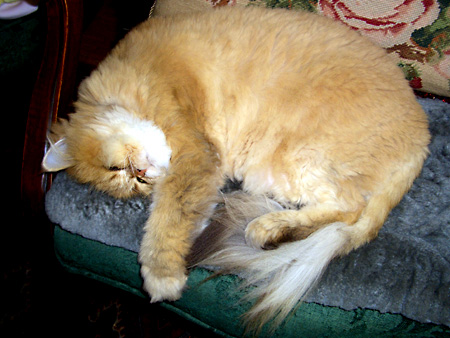 猫、チンチラ・来夢、来喜、ミドリガメ・マックス、コロタン