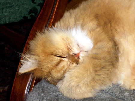 猫、チンチラ・来夢、来喜、ミドリガメ・マックス、コロタン