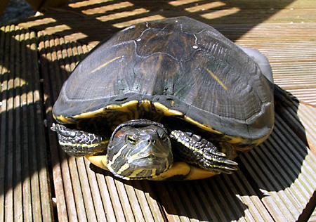 猫, チンチラ・ゴールデン, 来夢, 来喜