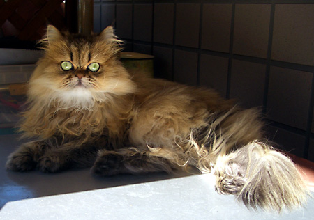 猫, チンチラ・ゴールデン, 来夢, 来喜