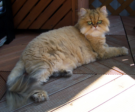 猫, チンチラ・ゴールデン, 来夢, 来喜