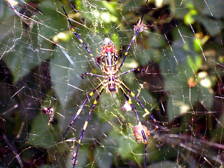 猫、チンチラ・来夢、来喜、ミドリガメ・マックス、コロタン