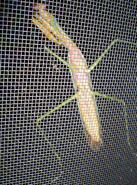 猫, チンチラ・ゴールデン, 来夢, 来喜