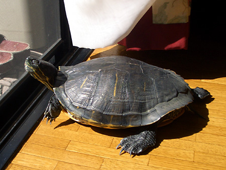 猫、チンチラ・来夢、来喜、ミドリガメ・マックス、コロタン