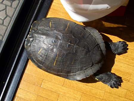 猫、チンチラ・来夢、来喜、ミドリガメ・マックス、コロタン