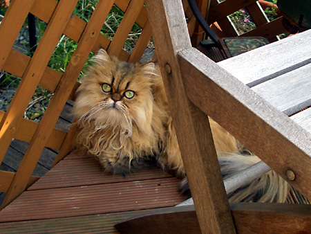 猫、チンチラ・来夢、来喜、ミドリガメ・マックス、コロタン