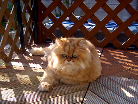 猫、チンチラ・来夢、来喜、ミドリガメ・マックス、コロタン