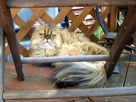 猫、チンチラ・来夢、来喜、ミドリガメ・マックス、コロタン