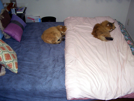 猫、チンチラ・来夢、来喜、ミドリガメ・マックス、コロタン