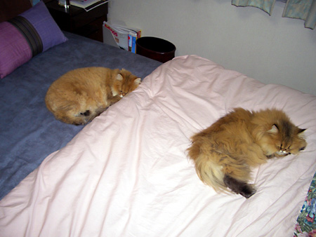 猫、チンチラ・来夢、来喜、ミドリガメ・マックス、コロタン