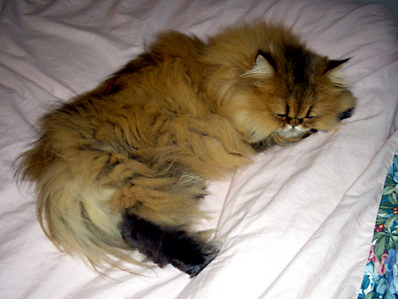 猫、チンチラ・来夢、来喜、ミドリガメ・マックス、コロタン