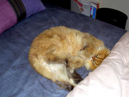 猫、チンチラ・来夢、来喜、ミドリガメ・マックス、コロタン