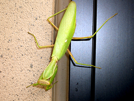 猫、チンチラ・来夢、来喜、ミドリガメ・マックス、コロタン