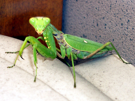 猫、チンチラ・来夢、来喜、ミドリガメ・マックス、コロタン