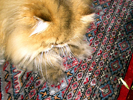 猫、チンチラ・来夢、来喜、ミドリガメ・マックス、コロタン