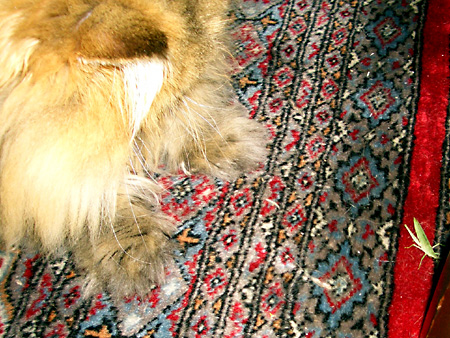 猫、チンチラ・来夢、来喜、ミドリガメ・マックス、コロタン