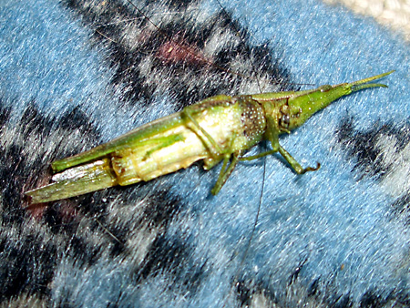 猫、チンチラ・来夢、来喜、ミドリガメ・マックス、コロタン