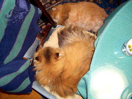 猫、チンチラ・来夢、来喜、ミドリガメ・マックス、コロタン