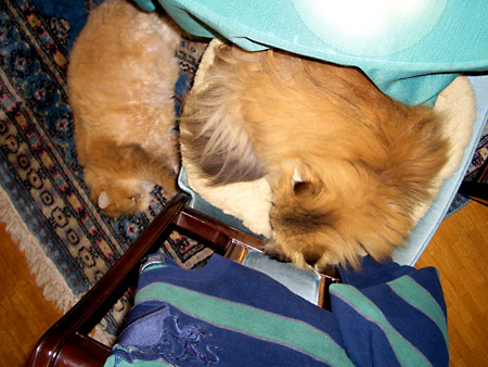 猫、チンチラ・来夢、来喜、ミドリガメ・マックス、コロタン