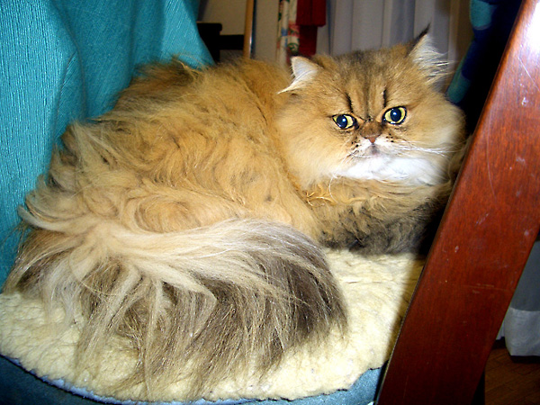 猫、チンチラ・来夢、来喜、ミドリガメ・マックス、コロタン