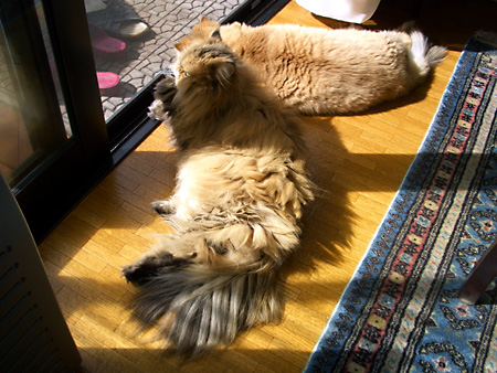 猫、チンチラ・来夢、来喜、ミドリガメ・マックス、コロタン