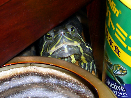 猫、チンチラ・来夢、来喜、ミドリガメ・マックス、コロタン