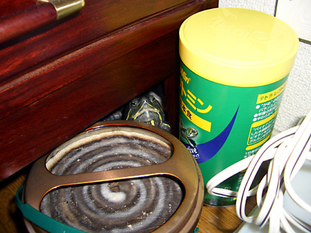 猫、チンチラ・来夢、来喜、ミドリガメ・マックス、コロタン