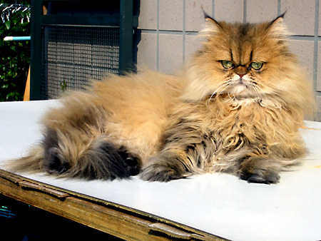 猫、チンチラ・来夢、来喜、ミドリガメ・マックス、コロタン