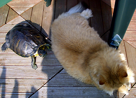 猫, チンチラ・ゴールデン, 来夢, 来喜