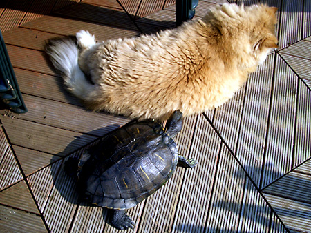 猫、チンチラ・来夢、来喜、ミドリガメ・マックス、コロタン