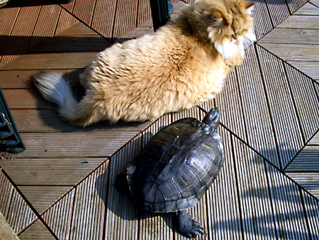 猫、チンチラ・来夢、来喜、ミドリガメ・マックス、コロタン