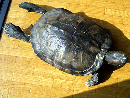 猫、チンチラ・来夢、来喜、ミドリガメ・マックス、コロタン