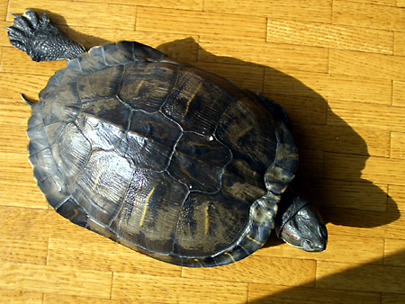 猫、チンチラ・来夢、来喜、ミドリガメ・マックス、コロタン