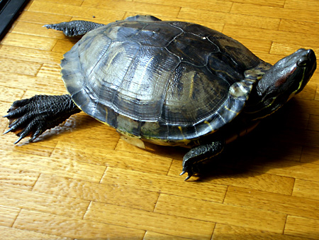 猫、チンチラ・来夢、来喜、ミドリガメ・マックス、コロタン