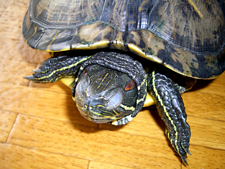 猫、チンチラ・来夢、来喜、ミドリガメ・マックス、コロタン