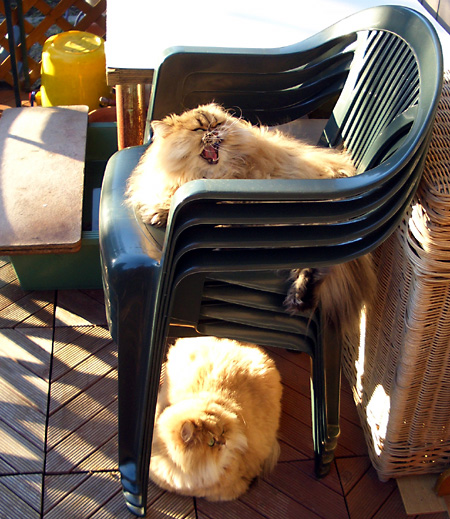 猫, チンチラ・ゴールデン, 来夢, 来喜