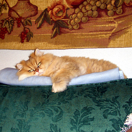 猫, チンチラ・ゴールデン, 来夢, 来喜