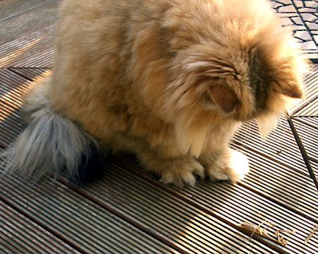 猫, チンチラ・ゴールデン, 来夢, 来喜