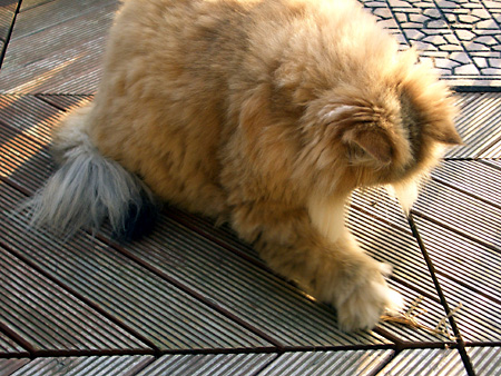 猫、チンチラ・来夢、来喜、ミドリガメ・マックス、コロタン