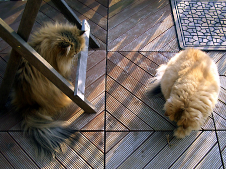 猫、チンチラ・来夢、来喜、ミドリガメ・マックス、コロタン