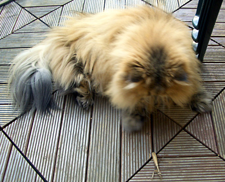 猫, チンチラ・ゴールデン, 来夢, 来喜