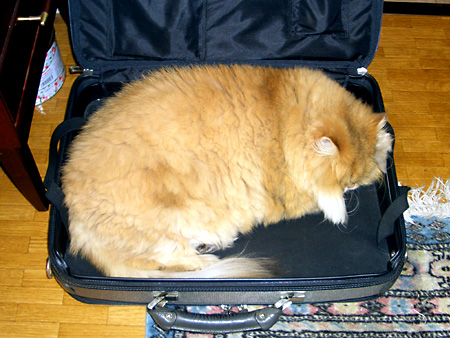 猫、チンチラ・来夢、来喜、ミドリガメ・マックス、コロタン