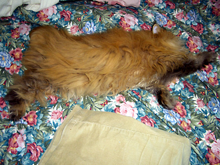 猫、チンチラ・来夢、来喜、ミドリガメ・マックス、コロタン