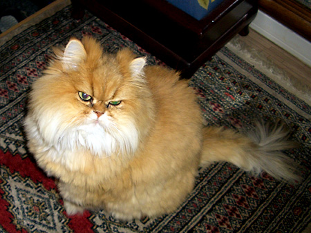 猫、チンチラ・来夢、来喜、ミドリガメ・マックス、コロタン