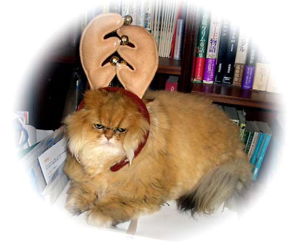 猫, チンチラ・ゴールデン, 来夢, 来喜