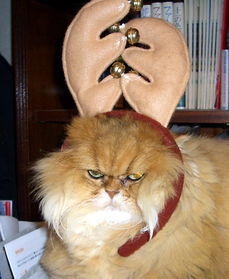 猫, チンチラ・ゴールデン, 来夢, 来喜