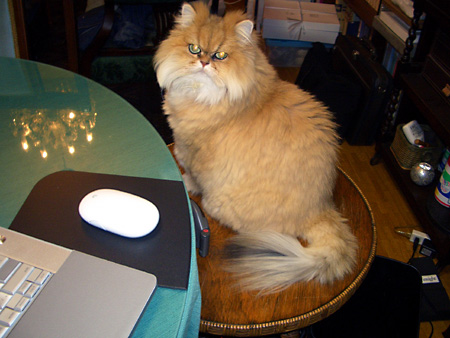 猫、チンチラ・来夢、来喜、ミドリガメ・マックス、コロタン