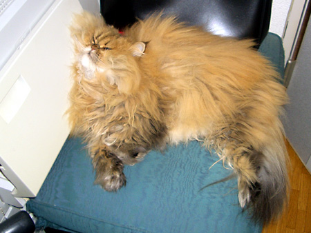 猫、チンチラ・来夢、来喜、ミドリガメ・マックス、コロタン