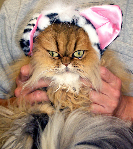 猫, チンチラ・ゴールデン, 来夢, 来喜